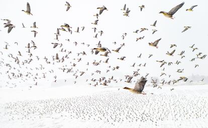 La imagen de una bandada de miles de gansos de patas rosas ('Anser brachyrhynchus') volando sobre un terreno cubierto de nieve, realizada por el noruego Terje Kolaas, ha resultado ganadora absoluta de los <a href="https://droneawards.photo/" target="_blank">Drone Awards 2021</a>, el principal concurso internacional de fotografía aérea. La fotografía, titulada 'Pink-Footed Geese Meeting the Winter', fue tomada la pasada primavera en el centro de Noruega y muestra a las aves volando hacia Svalbard, en el Ártico. La llegada temprana de las aves está probablemente relacionada con el cambio climático.