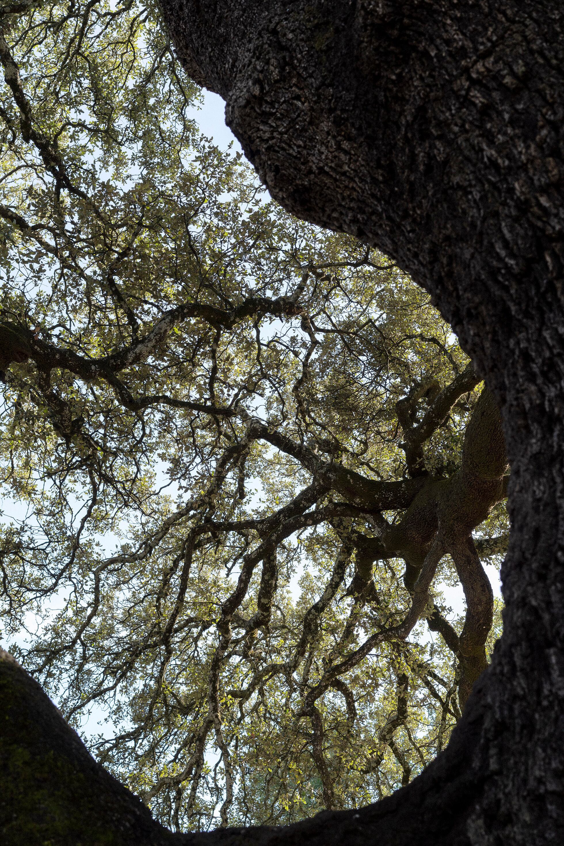 Su majestad la carrasca milenaria de Lecina: vida e historia del Árbol ...