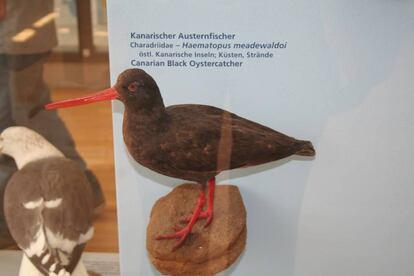 Un ostrero negro canario disecado, en el Museo Koenig, en Bonn (Alemania).