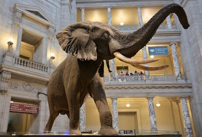 El elefante africano 'Henry' en la rotonda del Museo Nacional de Historia Natural del Instituto Smithsoniano.
