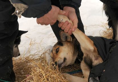 Nathan Schroeder, de Chisholm, Minnesota (EE UU), frota una pomada en una de las patas de su perro Loopís, en un puesto de control en Takotna (Alaska), 5 de marzo de 2014.