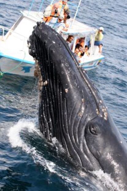 Observación de ballenas jorobadas en Puerto López, Ecuador.