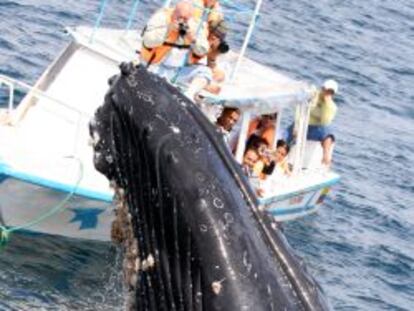 Observaci&oacute;n de ballenas jorobadas en Puerto L&oacute;pez, Ecuador.