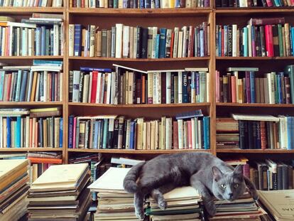 Cinco libros sobre gatos a los que no me pude resistir