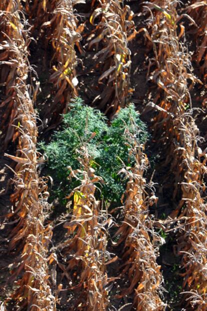 Los Mossos d'Esquadra localizan un total de 200 plantas de marihuana en la zona del barranco dels Ors, cerca de la localidad de Tremp, en Lleida.