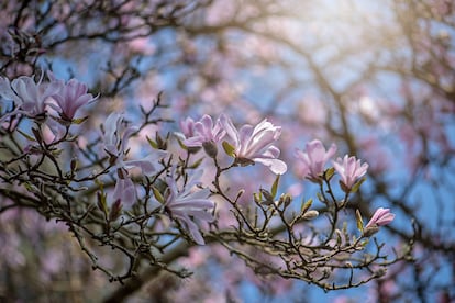 Una magnolia de hoja caduca se llena de flores sobre las ramas desnudas. 