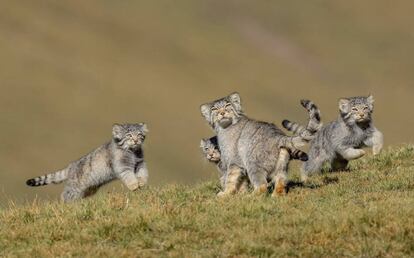 Esta foto inhabitual de una familia de manules o gatos de Pallas fue tomada en las estepas de la meseta del Tíbet (China) y es el resultado de seis años de trabajo en grandes altitudes. Los pequeños felinos suelen ser solitarios y escurridizos, recoge un comunicado de los premios. Es la ganadora de la categoría "Comportamiento de mamíferos".