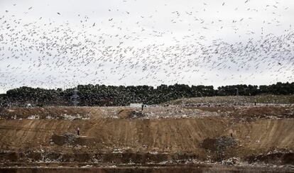 Cientos de gaviotas sobrevolaban ayer el vertedero de Alcal&aacute; de Henares. 