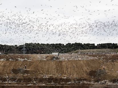 Cientos de gaviotas sobrevolaban ayer el vertedero de Alcal&aacute; de Henares. 