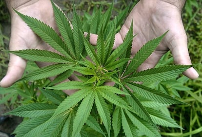 Marihuana.