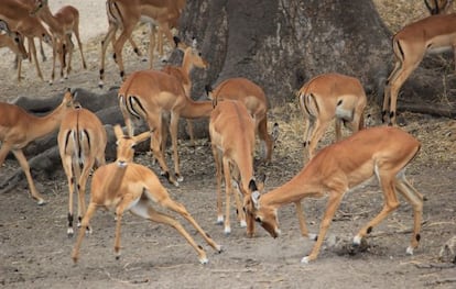 Impalas en la sabana africana de Tanzania.