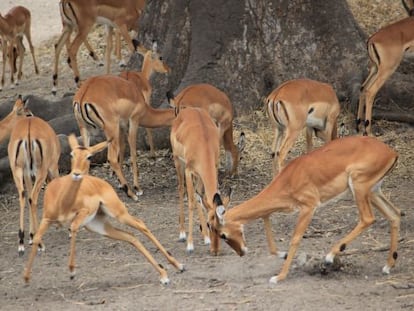 Impalas en la sabana africana de Tanzania.