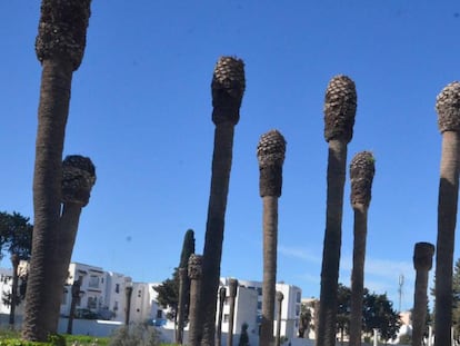 Palmeras destruidas por el picudo rojo en T&uacute;nez. 