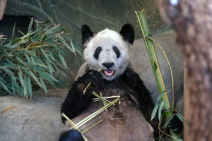 Oso panda