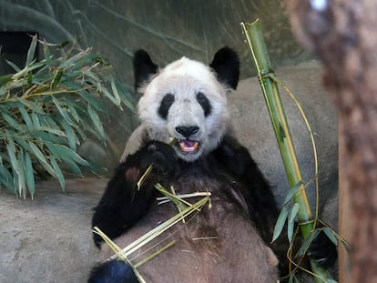 El panda Ya Ya come un trozo de bambú en el Zoo de Memphis el pasado 8 de abril.