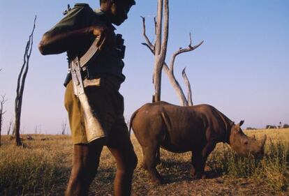 Guardián de uno de los 30 rinocerontes que quedan en un parque de Zimbabue.