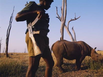 Guardi&aacute;n de uno de los 30 rinocerontes que quedan en un parque de Zimbabue.