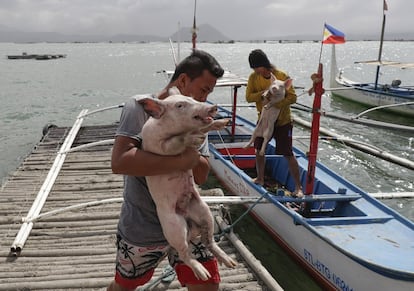 Dois homens carregam leitões que resgataram do outro lado do lago, enquanto o vulcão Taal continuava jogando cinzas em Talisay, província de Batangas, na terça-feira. A maioria das famílias que vivem ao redor do vulcão se dedicam ao gado e à pesca no lago Taal. Com a erupção, eles perderam seus meios de subsistência.