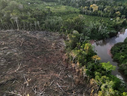 Árboles talados cerca del límite del Parque Nacional Cordillera Azul, en la Amazonia peruana, en octubre de 2022.