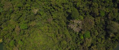 Copas de los árboles de la selva amazónica de Bolivia.