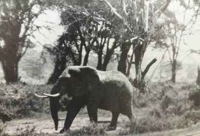 Un elefante fotografiado por Pallejá en África en los años sesenta.