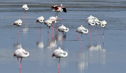 Una colonia de flamencos en el Delta del Ebro.