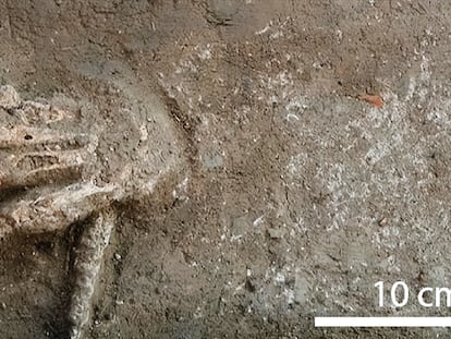 Una de las manos cortadas excavada en el yacimiento de Avaris, al norte de Egipto.