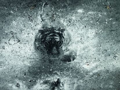 Free Tiger returns to mountains, de Zhang Huan