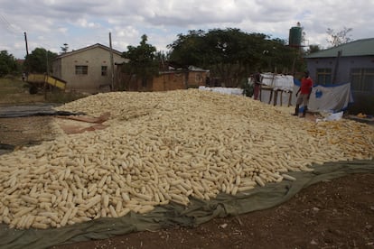 Sinoya Phiri junto al maíz que aún no ha desgranado. Por la sequía y los problemas de irrigación provocados por la falta de electricidad, solo espera obtener 50 sacos de 50 kilogramos de esta cosecha.