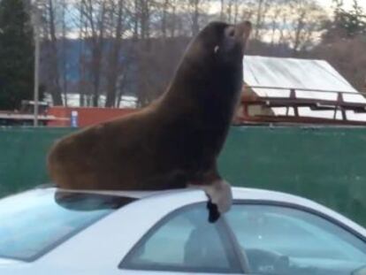 Un ejemplar se subió al techo de un vehículo para dormir un rato en Freeland, Washington