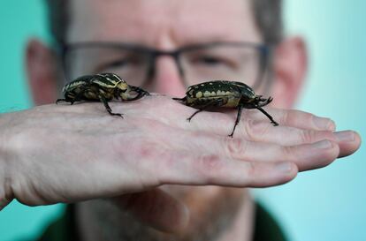 Dave Clarke, un cuidador del zoo, posa con dos escarabajos de las flores durante el registro anual.