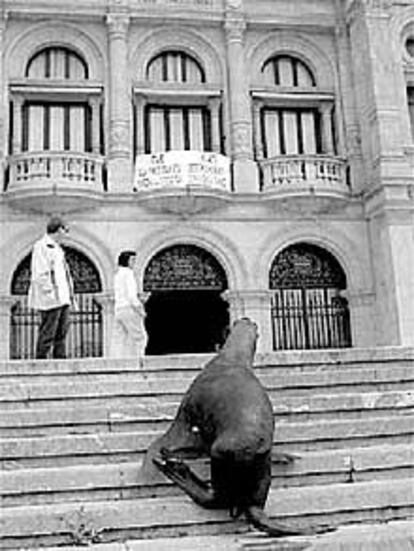 La foca Candy en el Ayuntamiento donostiarra.