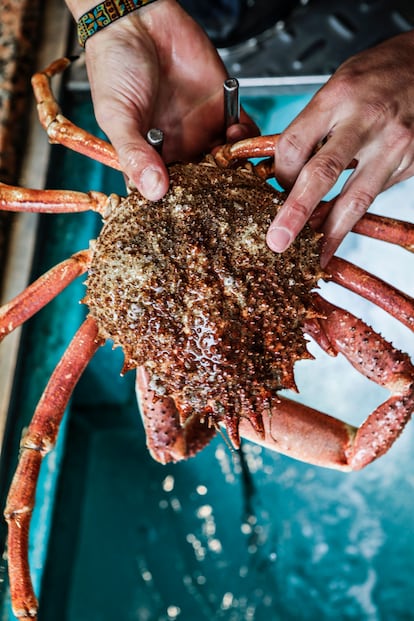 Txangurro recién extraído del vivero, con su característico caparazón de pinchos. Izquierda: parte posterior del marisco.