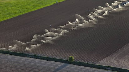 Vista aérea de un cultivo de regadío en Mota del Cuervo (Cuenca).