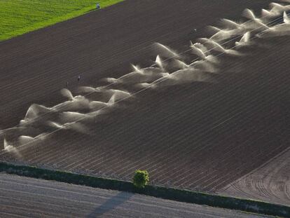 Vista aérea de un cultivo de regadío en Mota del Cuervo (Cuenca).