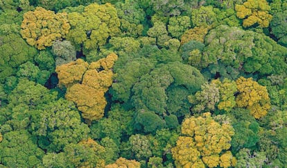 Ejemplares del 'Ocotea monteverdensis', especie endémica de la cordillera de Tilarán (Costa Rica).