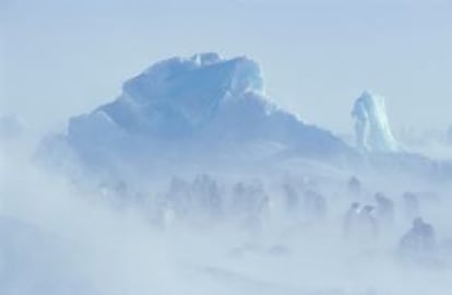 Pingüinos en plena tormenta antártica.