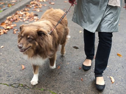 El sinsentido de pasar más tiempo con tu perro que con tus hijos