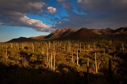 En el Estado de Sonora, al noroeste de México, la naturaleza es de una diversidad formidable, con extraños paisajes y un litoral con hermosas playas que permanecen ajenas al turismo de masas. Allí encontramos rincones curiosos como Puerto Peñasco, apenas un punto de referencia en los mapas hasta 1920, junto a una de las partes más secas del desierto, y que la Ley Seca llenó con una incipiente colonia. A pocos kilómetros de allí se encuentran los paisajes lunares de <a href=" http://www.elpinacate.com.mx/" target="_blank">El Pinacate</a>, uno de los lugares más áridos del planeta. Esta apartada y espectacular reserva, declarada patrimonio mundial, contiene antiguos volcanes erosionados, cráteres gigantescos, campos de lava petrificada, más de 400 conos de escoria y la mayor concentración de dunas de arena activas del continente americano. Aquí consiguen vivir animales como los berrendos (el mamífero terrestre más rápido de América), los borregos cimarrones y los pumas. Estos paisajes son tan extremos, que fueron utilizados como lugar de entrenamiento por los astronautas del proyecto Apolo. Más de 70 kilómetros de pistas de tierra (solo para todoterrenos en algunos tramos) penetran en la reserva. No es fácil recorrerlas: hay que registrarse para subir al volcán cerro de Pinacate, y es necesario ir bien preparado para visitar la zona, ya que, excepto en el centro de visitantes, no hay agua ni electricidad.