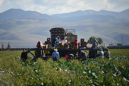 Trabajadores migrantes recogen verduras en un campo del condado de Santa Bárbara, California.