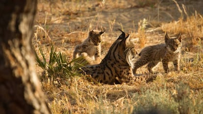 A female lynx and her young at the El Acebuche breeding center in June 2016.