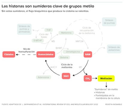 Las células necesitan lugares donde depositar los grupos metilo —un sumidero de metilo— para que el metabolismo no se atasque.