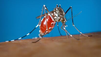 Un mosquito 'Aedes albopictus' aspira sangre de un humano, en una foto de archivo.