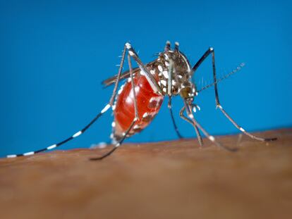 Un mosquito 'Aedes albopictus' aspira sangre de un humano, en una foto de archivo.