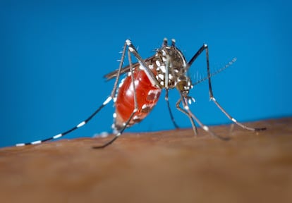 Un mosquito 'Aedes albopictus' aspira sangre de un humano, en una foto de archivo.