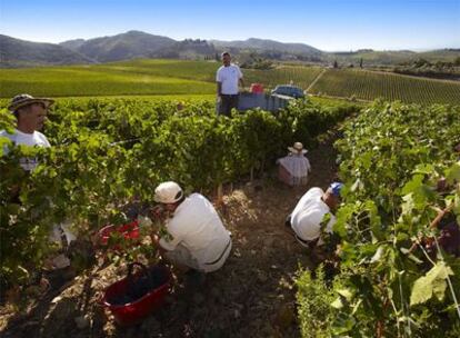 Recogida de uvas en la región toscana de Chianti.