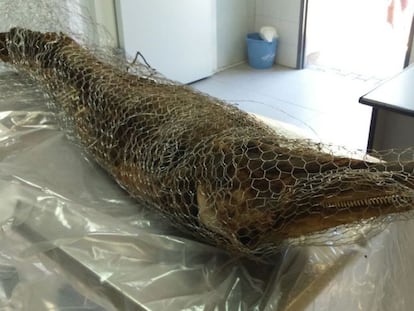 The dolphin corpse found in Casa de Campo on Tuesday.