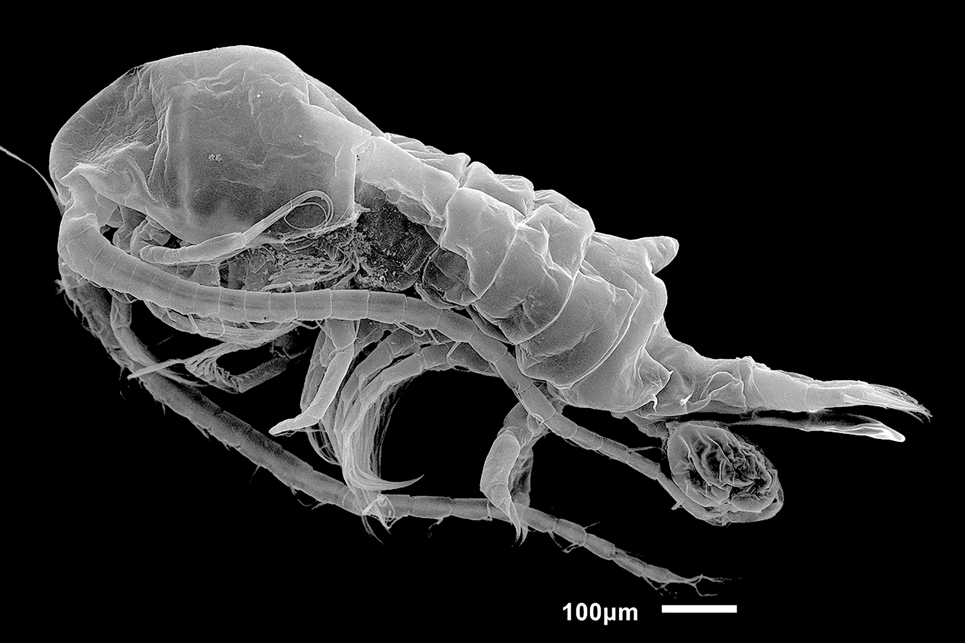 América Latina despidió tres especies en 2025