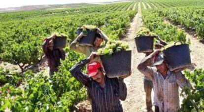 Vendimia en la Rioja alavesa. 