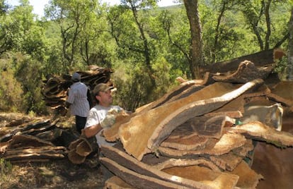 Labores de saca de corcho en el parque natural de Los Alcornocales, en Andalucía.